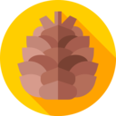 nature,cone,pine,nut,autumn,pine cone